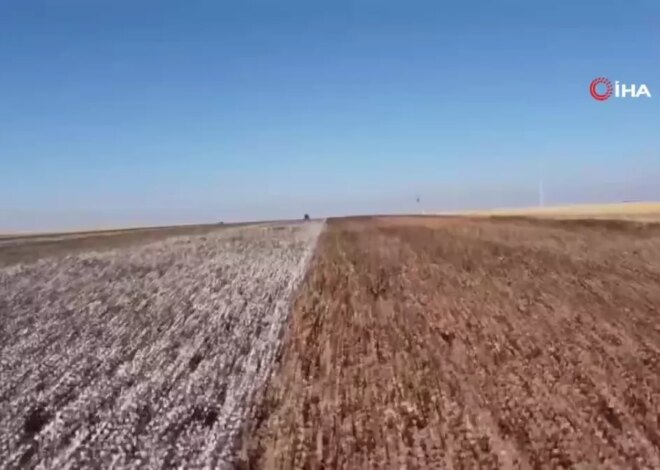 Şanlıurfa’da Doğal Renkli Pamuk Hasadı Başladı